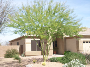 Phoenix Nursery Trees Tree Shade Phoenix Nursery Trees Tree Shade Flowering Shrubs Palm Citrus